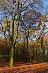 Fototapeta premium Rotbuchen im Naturschutzgebiet Hülser Bruch, Krefeld, NRW, Deutschland