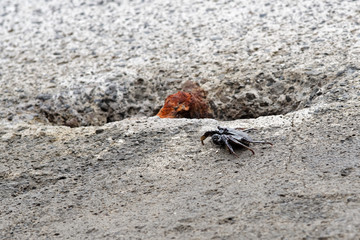 Single black crab on a cement block