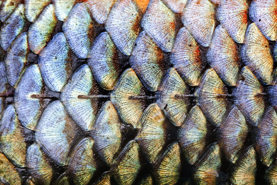 Fish scales skin pattern texture background macro view. Geometric pattern photo wild carp with lateral line. Selective focus, shallow depth field.