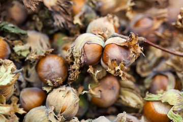 Hazelnut filbert nut Corylus Maxima. Organic cobnuts autumnal harvest still life photo. Macro view, selective focus