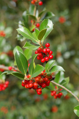  berries