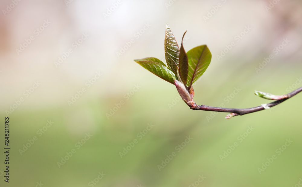 Wall mural minimal springtime background. beautiful red bud spring tree branch with fresh green leaves. shallow