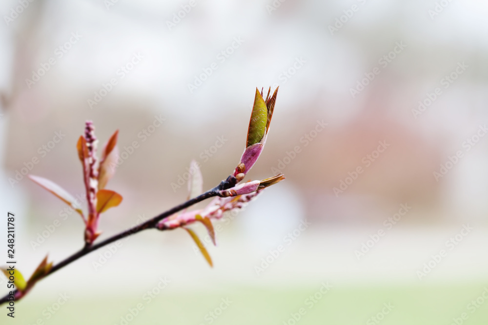 Wall mural minimal springtime background. beautiful red bud spring tree branch with fresh green red leaves. sha