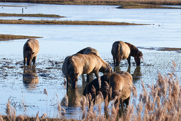 Wild Konik ponies grazing on marshland © Jenny