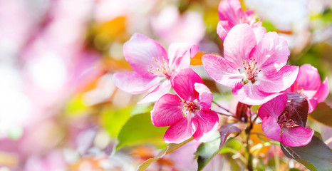 Pink flowers Cherry blossom spring background. Springtime garden landscape blossoming pink petals fruit tree branch, tender blurred bokeh backdrop. Shallow depth of field, copy space.