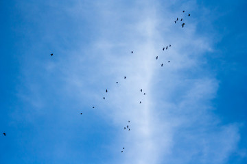 Many birds flying in the sky