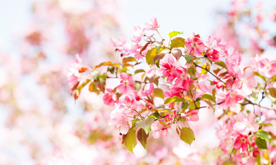 Spring garden landscape pink blossom fruit tree branch. Beautiful pink apple tree with many flowers springtime sunny day scene, selective focus