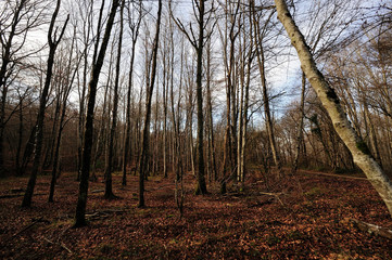 forest of beech and oak trees in winter sunset near the Alava town of Gauna (Basque Country) Spain
