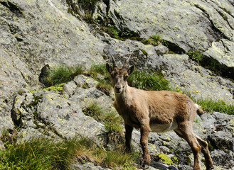 Na alpejskim szlaky. Tour de Mont Blanc. Szwajcaria, europa