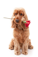 Cocker spaniel dog valentine with rose on isolated background