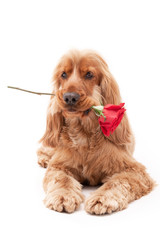 Cocker spaniel dog valentine with rose on isolated background