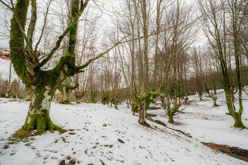 the famous beech forest of Otzarreta, basque country