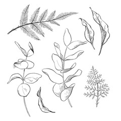 Black and white pencil sketch illustration of eucalyptus and fern leaves.
