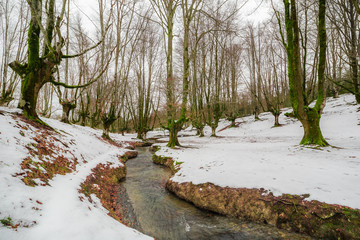 the famous beech forest of Otzarreta, basque country