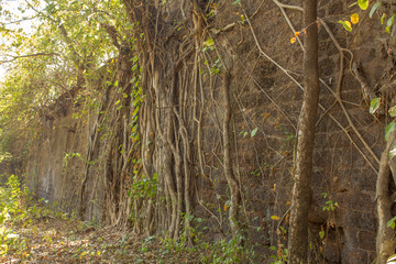 wall of an ancient stone castle overgrown with vegetation. banyan tree on the ruins