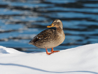 Anas platyrhynchos - Canard colvert femelle se dandinant dans la neige au bord de l'eau