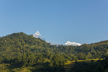 a hill with green rice fields and forest against the backdrop of the snowy mountain of Annapurna and a clean blue sky