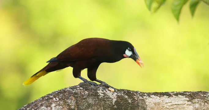 Montezuma Oropendola, Psarocolius montezuma, portrait of exotic bird from Costa Rica, brown with black head and orange bill, clear green background. Wildlife scene from tropical nature.