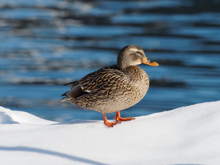 Anas platyrhynchos - Canard colvert femelle se dandinant dans la neige au bord de l'eau