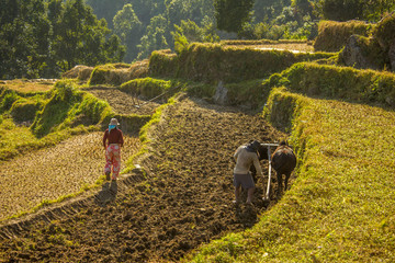 asian farmer plows rice field with buffaloes