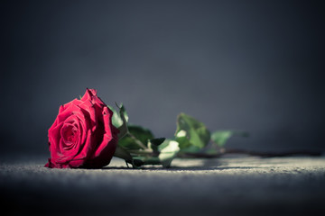 Beautiful, single red rose - dark background - romantic concept