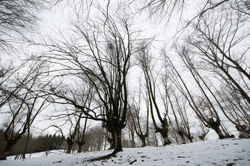 Hayedo de Otzarreta, &Aacute;lava