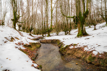 el famoso hayedo de Otzarreta, basque country