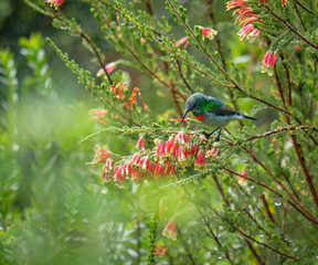 Southern Double collared Sunbird sitting on a erica bush in bloom.  Bird holding to evergreen, displaying white, orange and blue breast. Blurry background