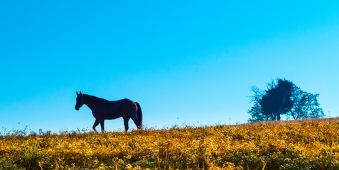 Horse Silhouette Against Sky