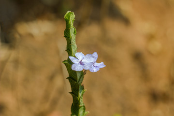 Fototapeta premium light blue tropical flowers on a thick green branch close-up on a blurred background of yellow grass