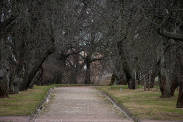 Mysterious forest