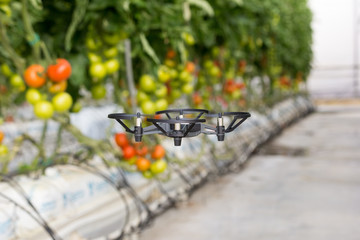 Fototapeta na wymiar Mini dron volando en un invernadero con cultivo de tomate