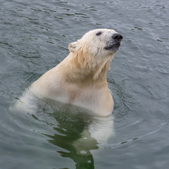 White bear in water, snorting, portrait 