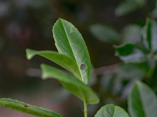 Obraz premium OLYMPUS DIGITAL CAMERA