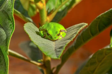 Beautiful Europaean Tree frog Hyla arborea - Stock Image