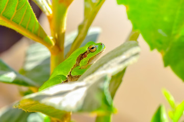 Beautiful Europaean Tree frog Hyla arborea - Stock Image