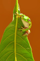 Beautiful Europaean Tree frog Hyla arborea - Stock Image