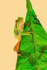 Beautiful Europaean Tree frog Hyla arborea - Stock Image