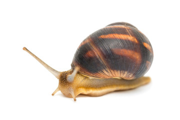 Snail isolated on white. Garden snail escapes. white background. Crawling snail isolated on a white background
