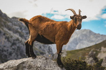 A light brown mountain goat perched atop a rock in northern Spain, taken during a hike through the Cares Gorge in León.