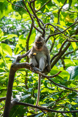 Floresta dos Macacos