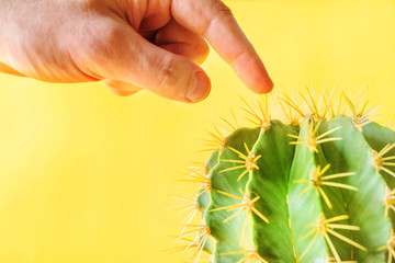Male hand touching a prickly cactus on a yellow background, close up