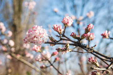 Cherry blossom branch closeup with beautiful colours and bokeh, selective focus