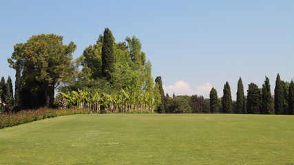 Fototapeta na wymiar Parco con alberi ed erba 