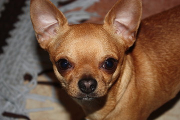 Perro chihuahua