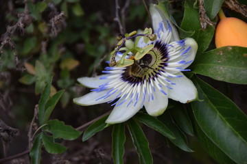 Passiflore bleue, + Fleur de la passion 