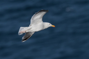Great black-backed gulls, Larus marinus, in flight over see