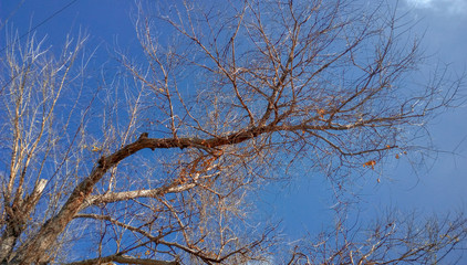 Arbol sin hojas con fondo de cielo celeste