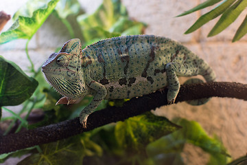 chameleon walking on a branch in the terrarium © Andrey