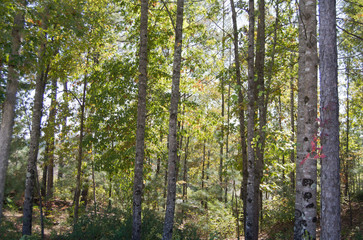 trees in the forest